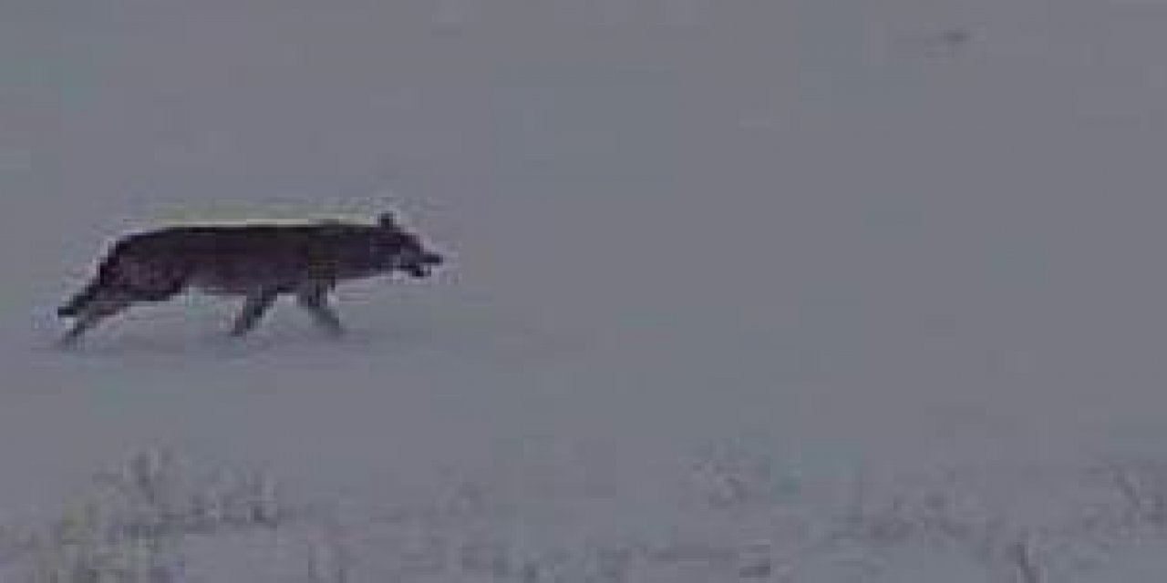 Kayseri'de  kurt tehlikesi; mahalleye inen kurtlar, Kangal köpeğini yedi