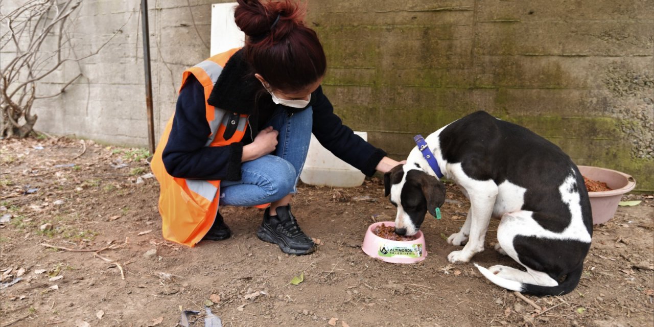 Sokakta bulunan köpeği, belediye başkanı sahiplendi