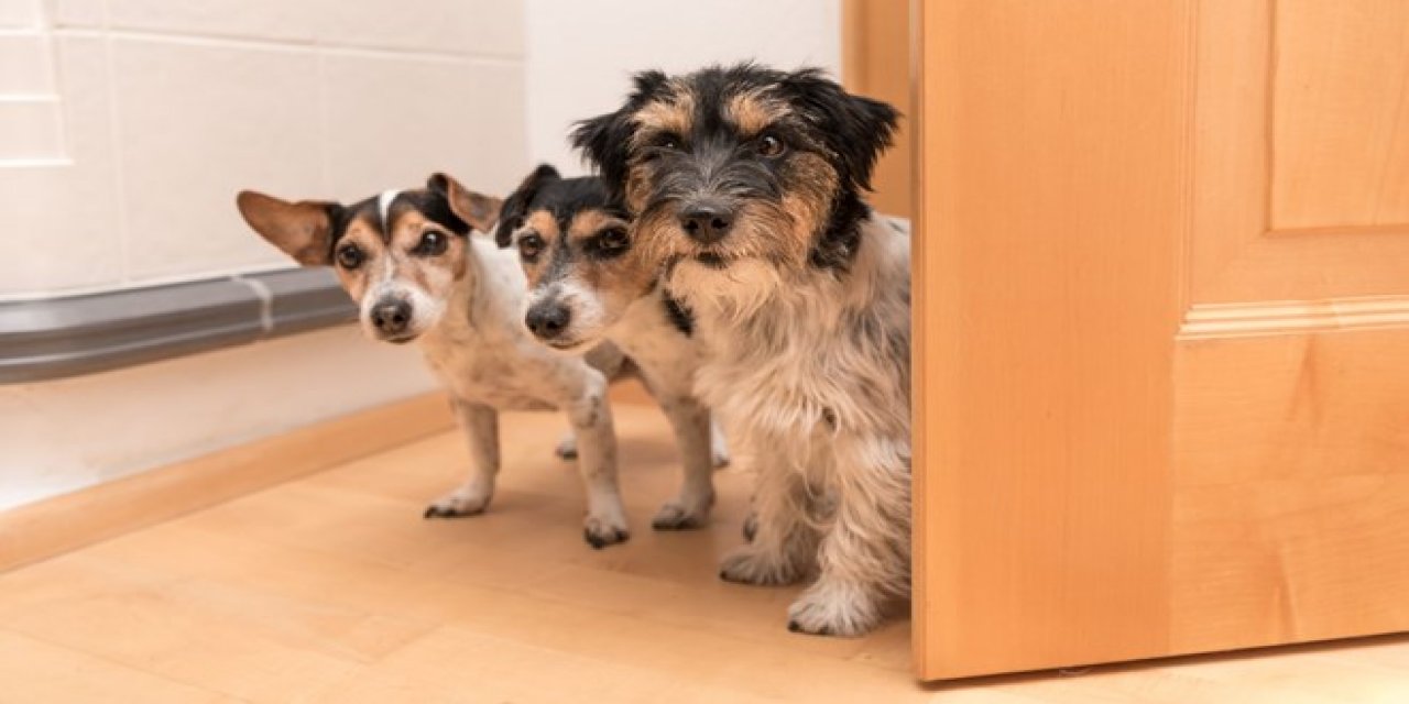 "Bir evde üçten fazla köpeğe yasak " Uzun zamandır beklenen hayvan hakları düzenlemesinin ayrıntıları belli oldu!