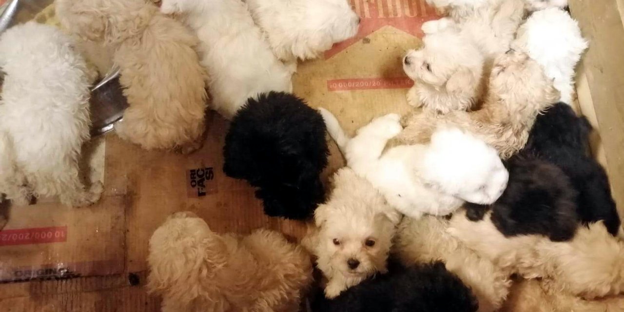 Romanya'dan gelen yolcu otobüsünün bagajında, Terrier cinsi 23 yavru köpek ele geçirildi
