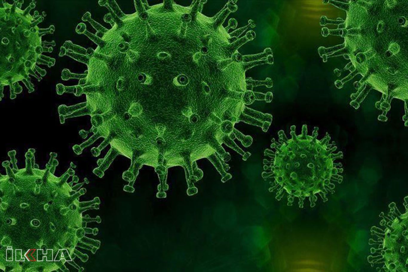 Bilim insanları açıkladı! Şempanzeleri öldüren yeni bir bakteri insanlara da bulaşabilir