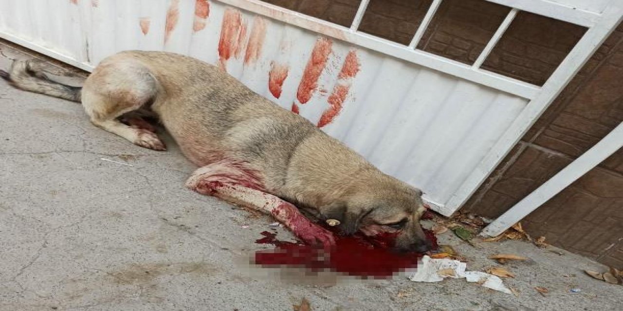 İzmir'in Buca İlçesi'nde mahallenin beslediği 'Jo', Hayvanları Koruma Günü'nde kurşunlandı