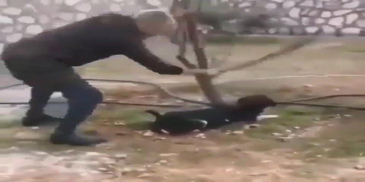Zonguldak'ta bir köpeğin sopayla öldürülmesi iddiasına açıklama