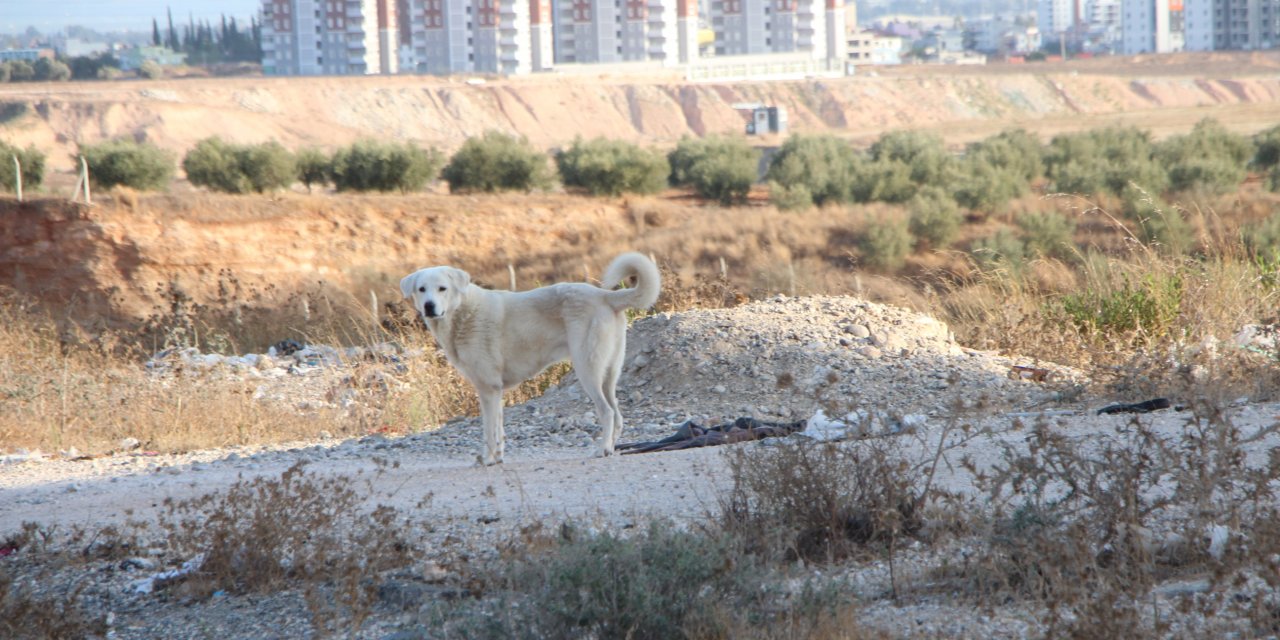 'Sokak hayvanlarını aşılayamazsak insan sağlığını koruyamayız'
