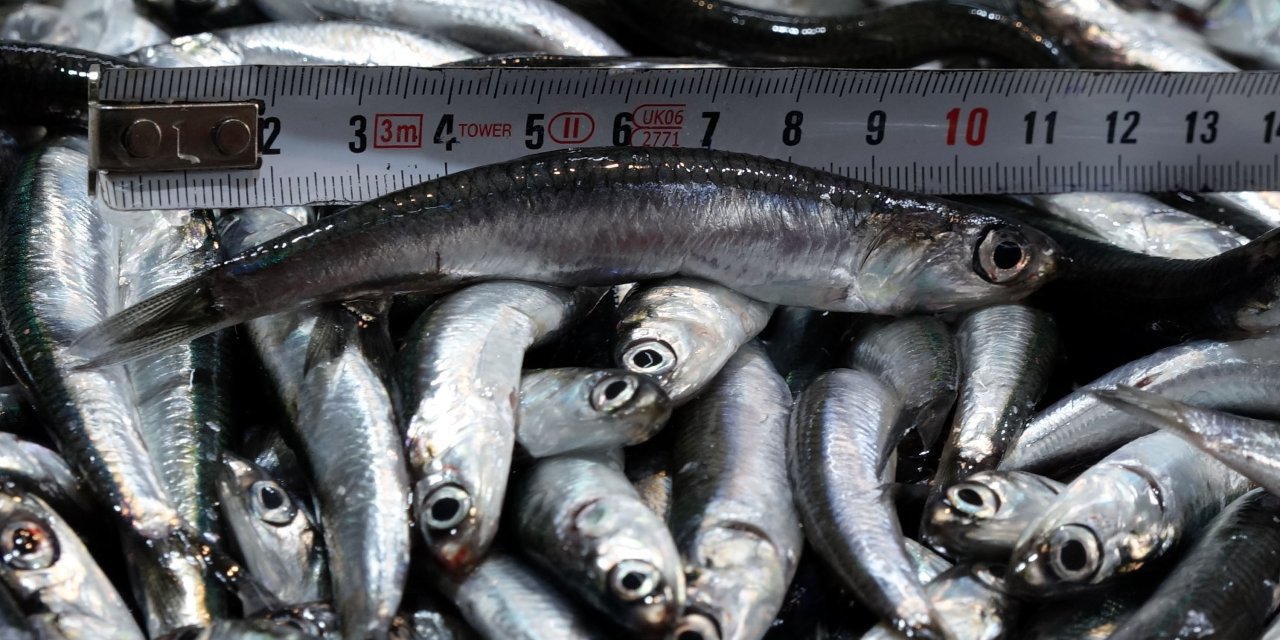 Avı yeniden başlayan hamsi tezgâhta 25 lira