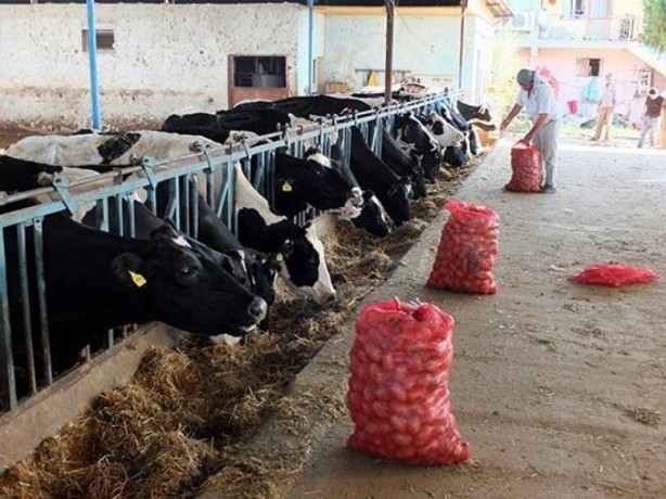 Satılamayan patates hayvan yemi olarak kullanılmaya başlandı