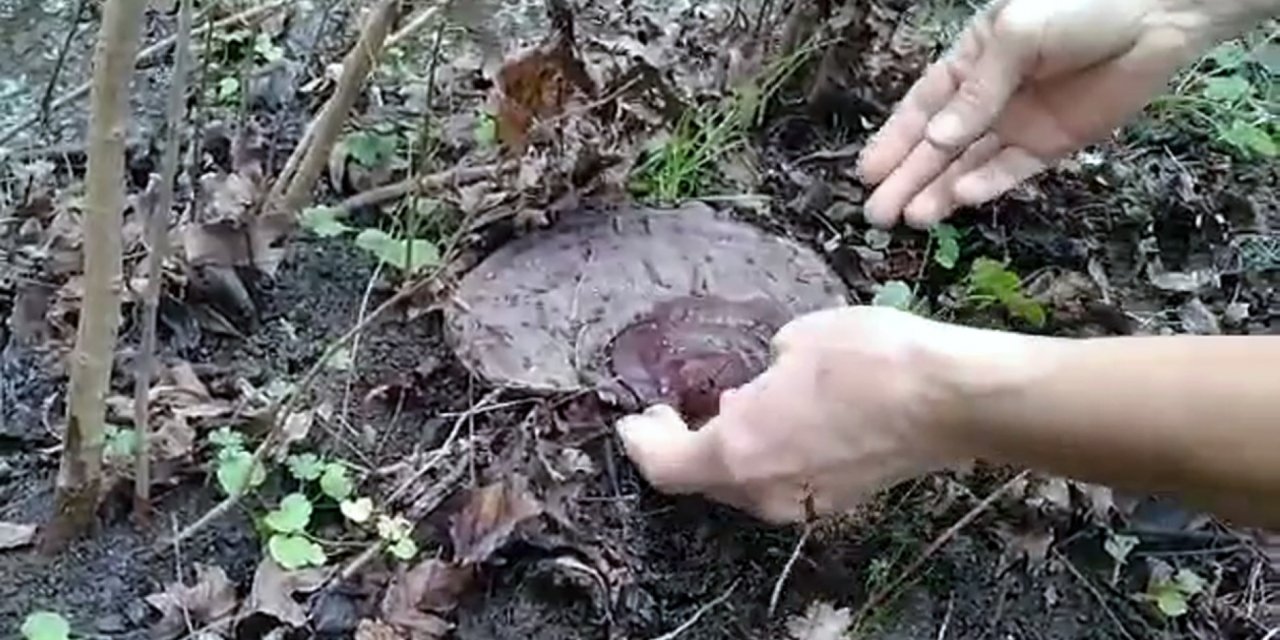 "Ölümsüzlük mantarı" bulundu!