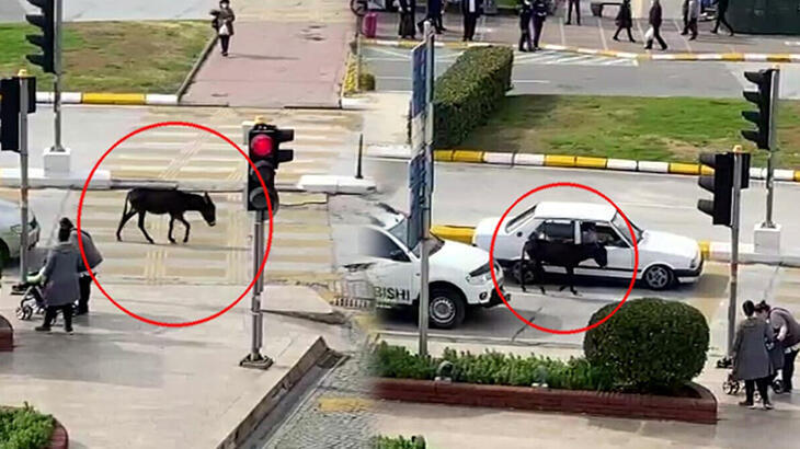 Caddede yürüyen sıpa sürücülere zor anlar yaşattı