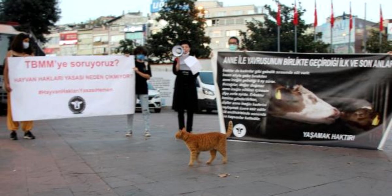 BEŞİKTAŞ'TA HAYVAN HAKLARI AÇIKLAMASI