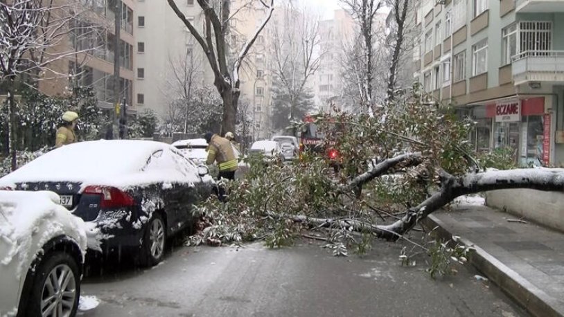 İstanbul'da kar ve rüzgardan ağaç devrildi!