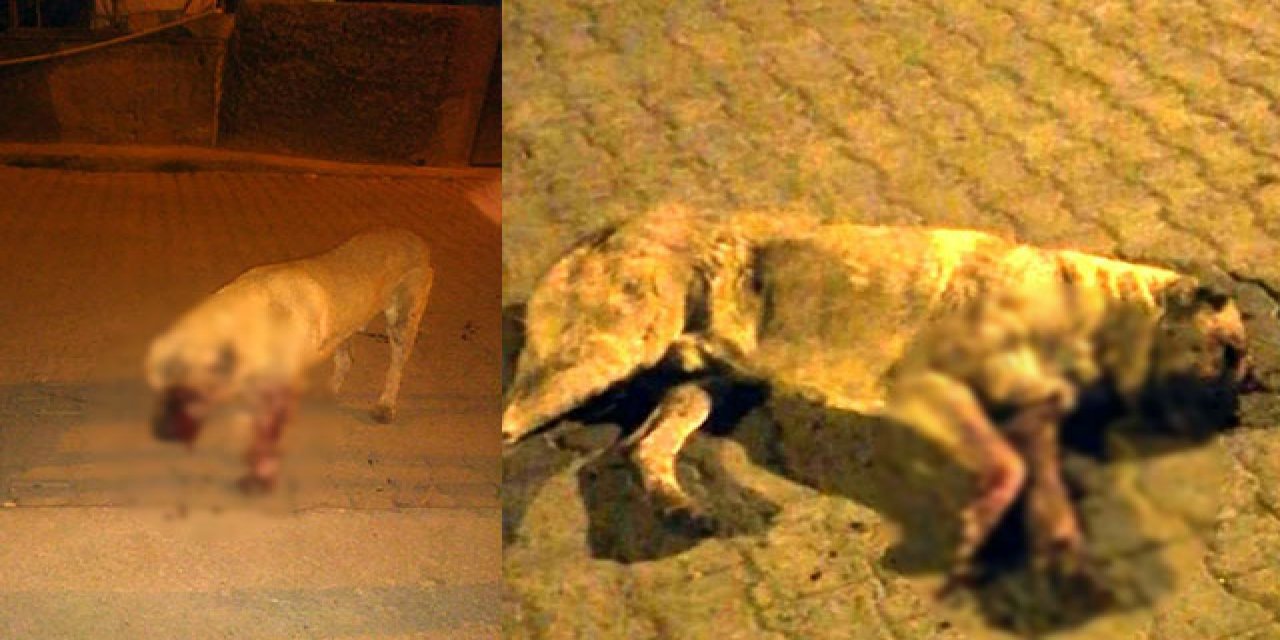 Bunu yapan insan olamaz! Sokak köpeğinin gözlerini oyup sopayla öldüresiye dövdüler!