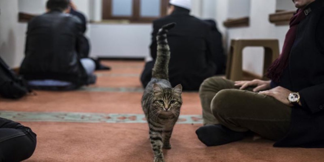 Türk Diyanet Vakıf–Sen'den imamlara çağrı! Kedi sahiplenin