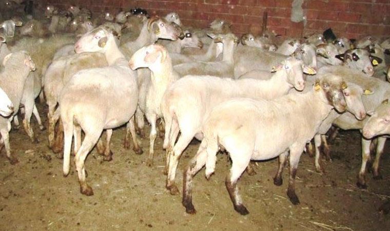 Hayvanlarda çiçek hastalığı: 1 ilçe 8 köy gözetimde