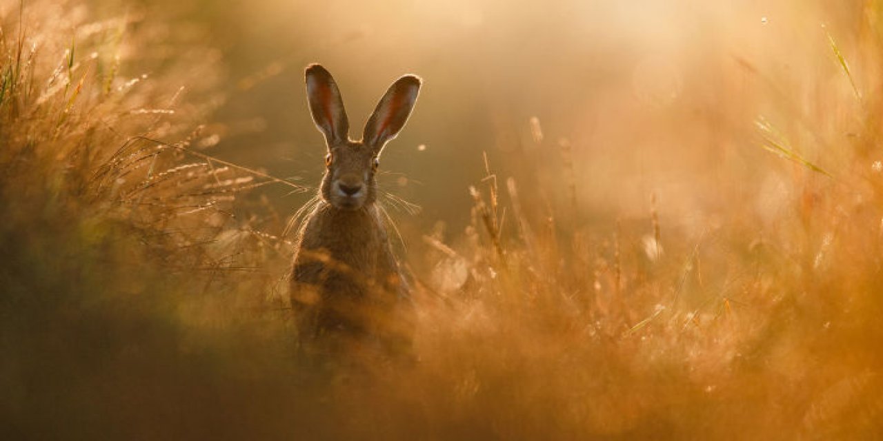 Koronavirüsün kaynağı bulundu mu? DSÖ'den dikkat çeken açıklama!
