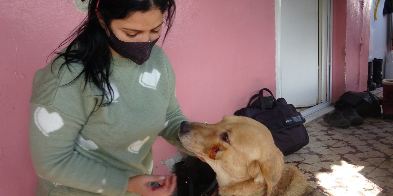 Sokak köpeklerinin öldüğünü gören hayvansever gözyaşlarına hakim olamadı