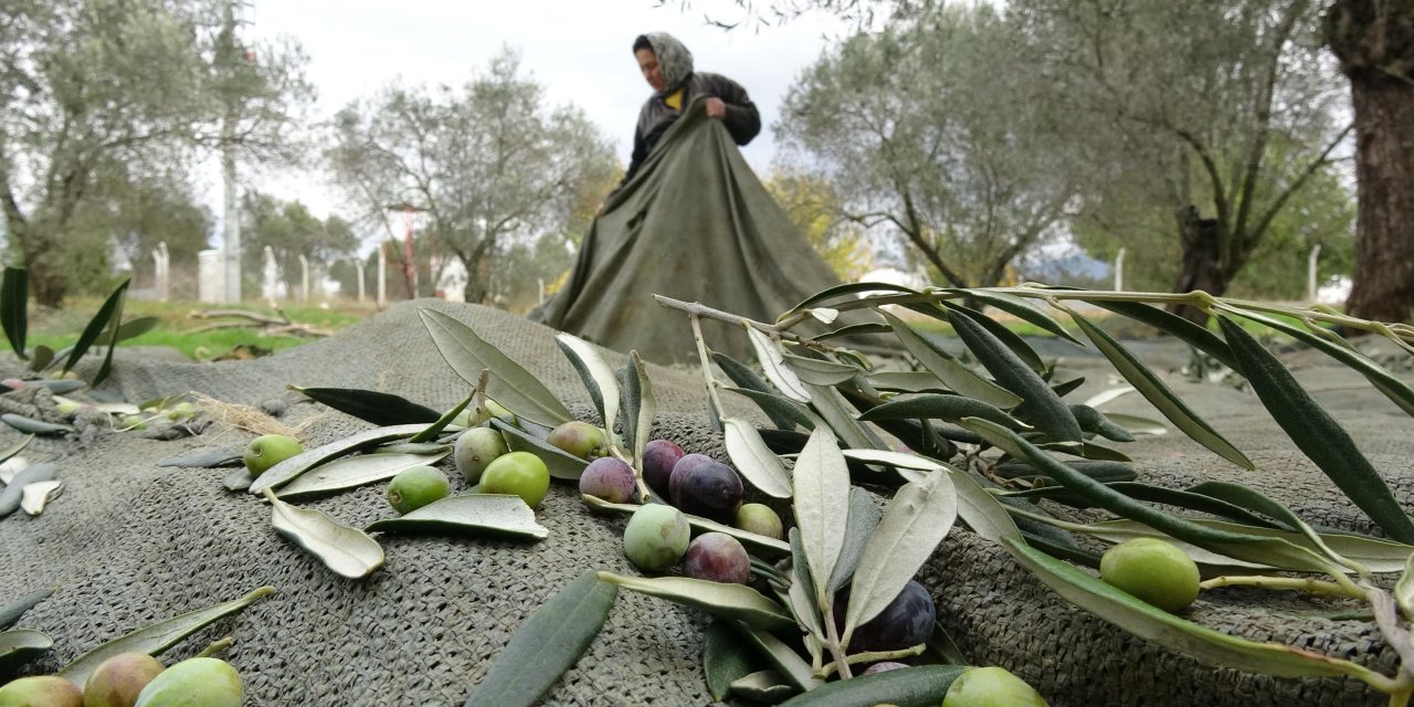 Zeytinde büyük hile... Karartmak için sağlığımızla bakın nasıl oynuyorlar?