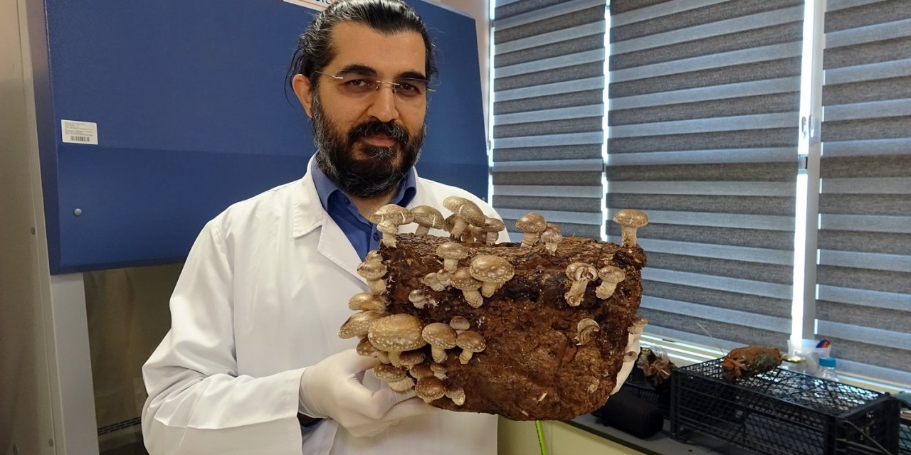 Üniversitede üretilen mantarlar altın değerinde