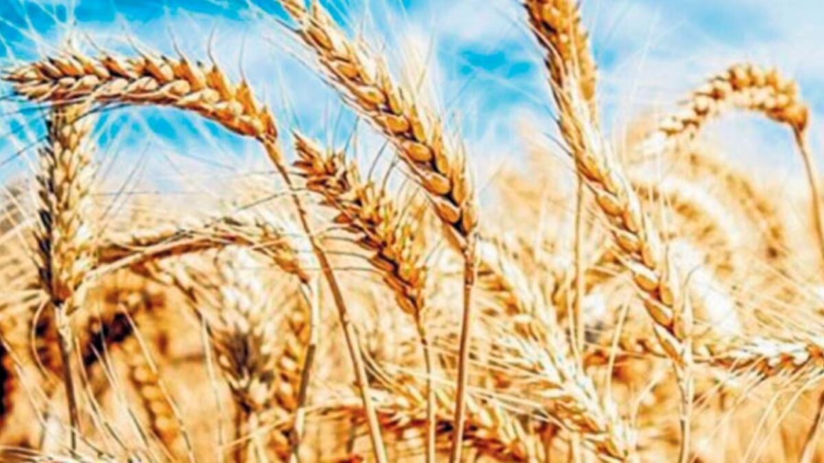 Trakya'da kirlilik alarmı: Buğdaylarda görüldü!