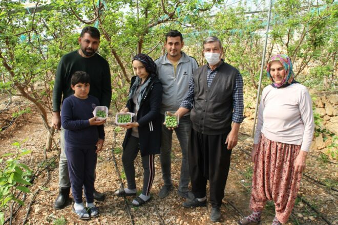 İlk hasadı gerçekleştirildi; kilogramı da 100 TL'den satılıyor