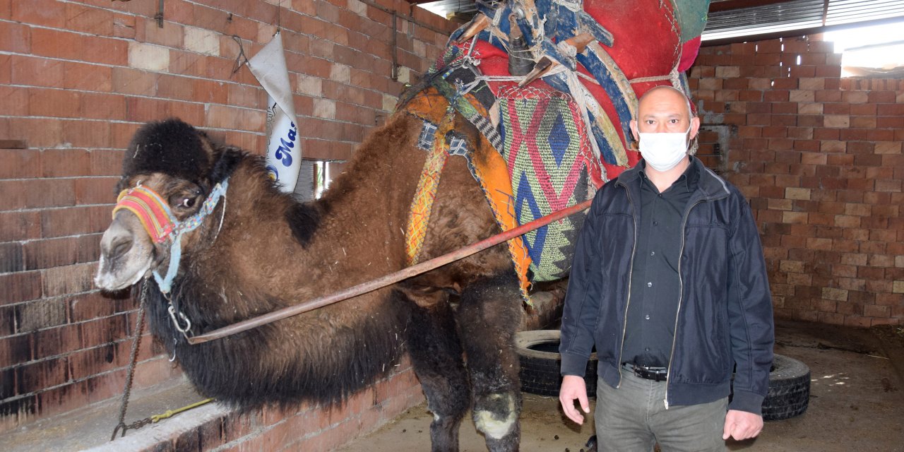 Güreş devesi sahipleri: Seyircisiz de olsa yılda bir kez güreşler yapılsın