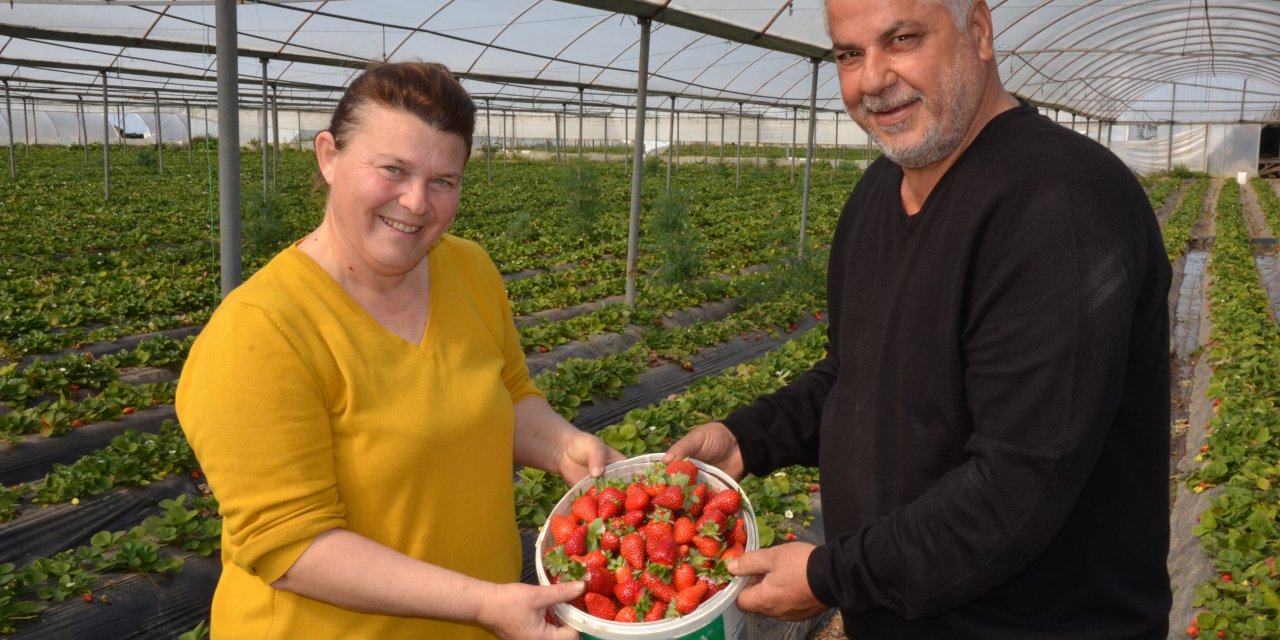 Kilosu 11- 12 liraya satılan sera çileği, üreticiyi memnun etti
