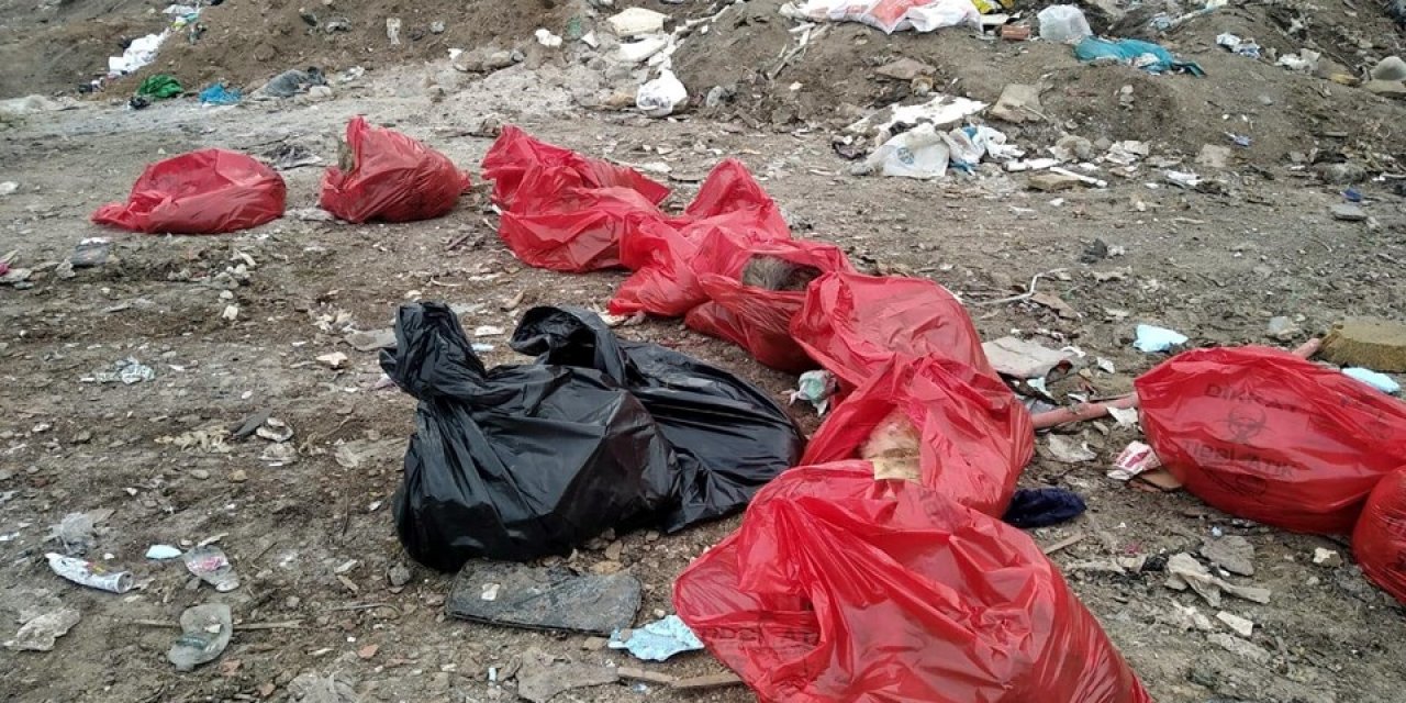 Ankara Barosu harekete geçti! Köpek katliamına suç duyurusu!