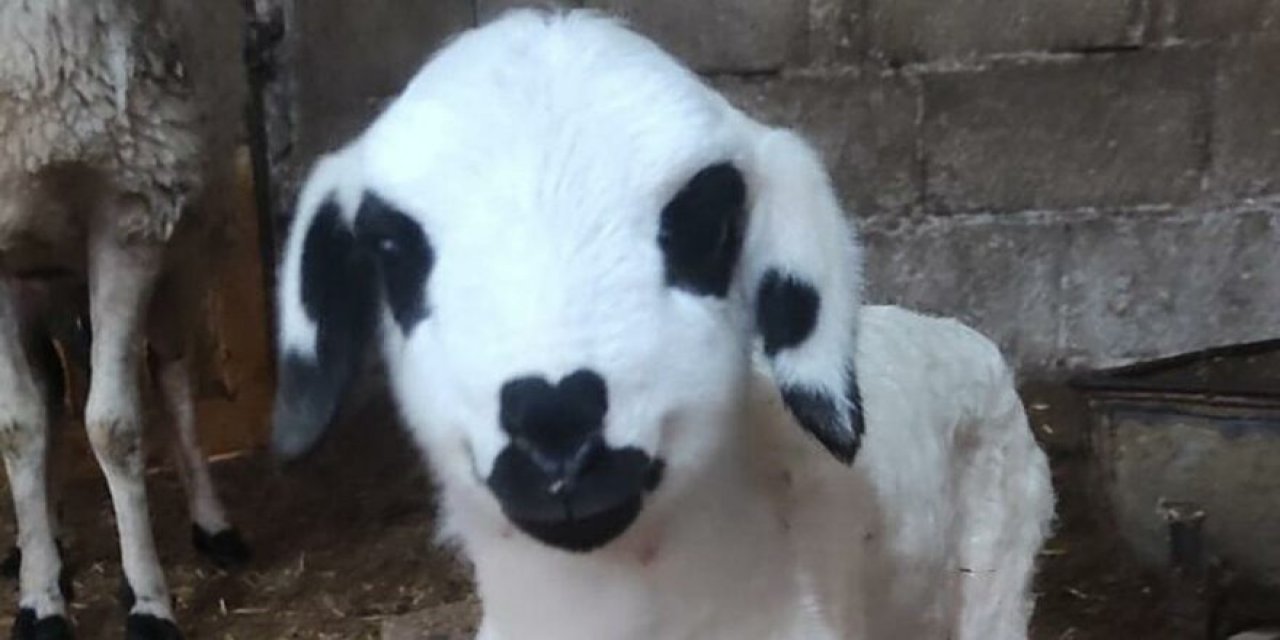 Sevgililer Günü'nde dünyaya gelmişti... Yüzündeki detaya dikkat! İşte sosyal medyanın gündemine oturan o kuzu!