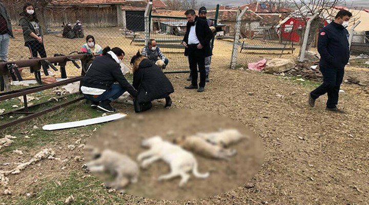 Ankara'da vahşet! Zehirlenen 8 köpekten 4'ü yaşamını yitirdi