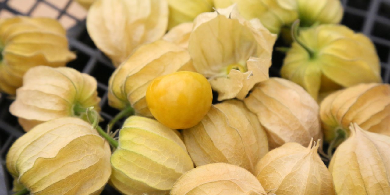 100 gramı 15 TL... İşte dünyanın en zengin antioksidanı!