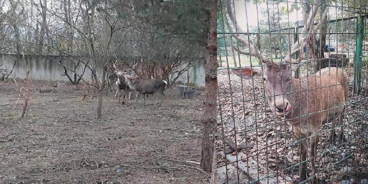 Zonguldak'ta akılalmaz olay! Hayvanat bahçesindeki geyiği çalıp yediler...