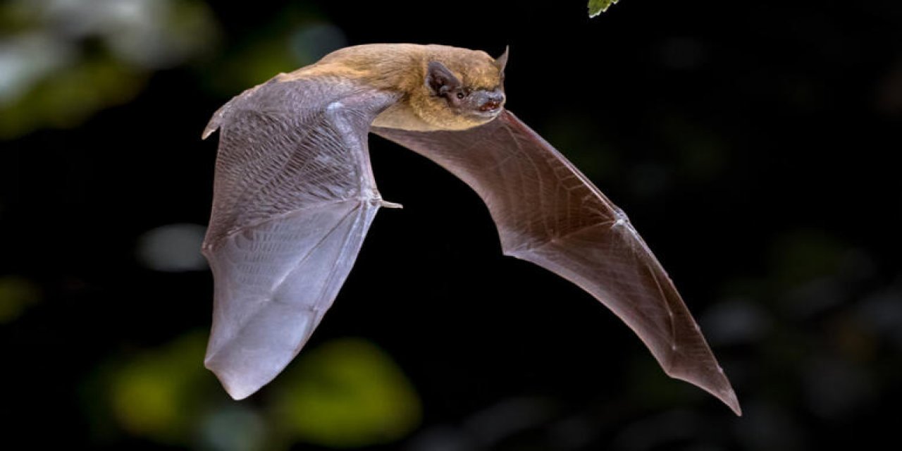 DSÖ kapsamlı rapor hazırladı! Koronavirüste "Yarasa" senaryosu...