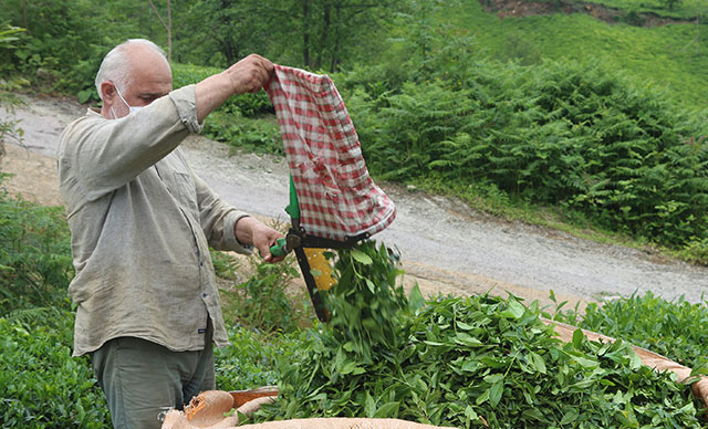 ‘Çay göçü’ için 10 gün izole şartı