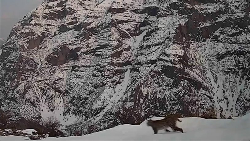 Fotokapanla görüntülendi! Nesli tükenme tehlikesi altındaydı