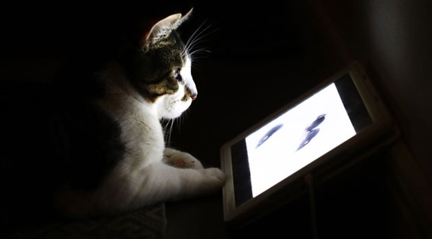 CIA'in 'casus kedi' projesi yeniden gündem oldu