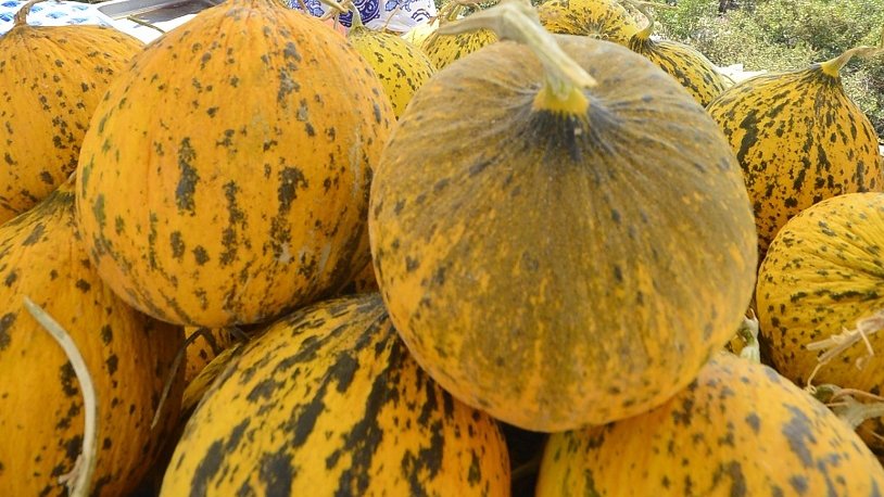 Mersin'de hasadına başlanan örtü altı kavunun kilogramı belli oldu