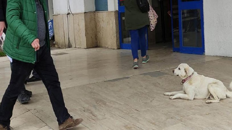 Pamuk günlerce hastane kapısında beklemişti... Sahibinden acı haber geldi
