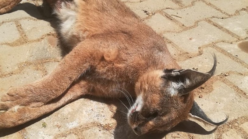 Nesli tükenme tehlikesinde olan 'Karakulak' araç çarpması sonucu hayatını kaybetti