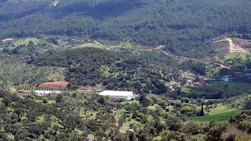 Seferihisar'da zeytinliklere JES tehdidi!