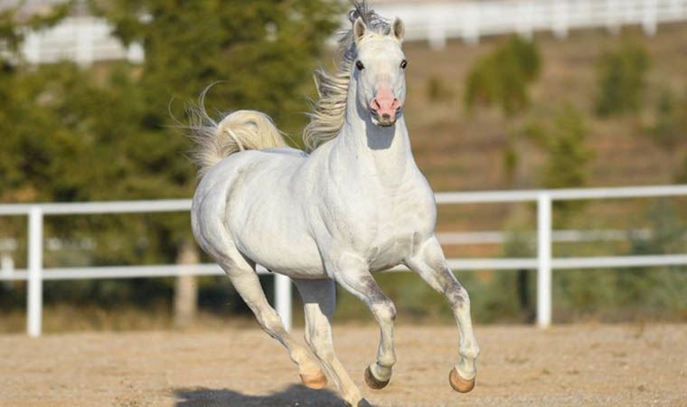 İBB hibe etmişti... MHP'li belediyeye hibe edilen atlar kayboldu