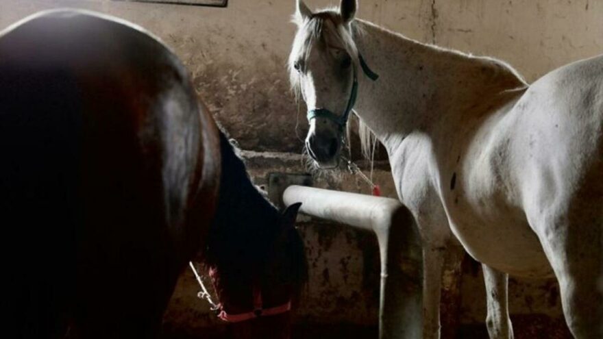 Hatay Dörtyol Belediyesi’ne hibe edilmişlerdi... İBB’den kaybolan atlarla ilgili açıklama