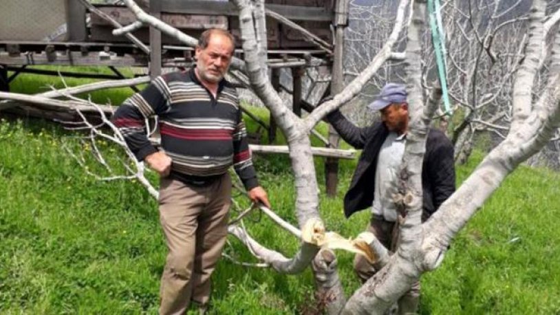 Dünyanın en kaliteli incirinin yetiştiği bahçelerine giden vatandaşlar şoke olmuştu... Bahçelere zarar verenler bakın kimmiş