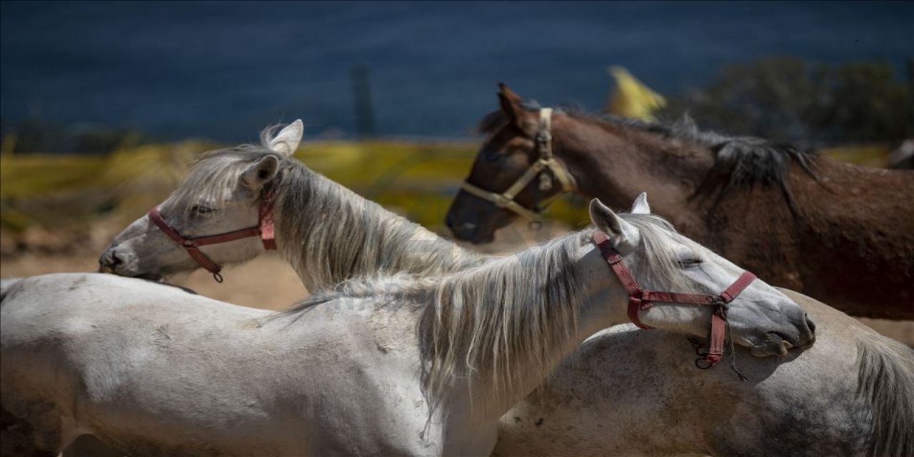 İBB'den alınmıştı... "Kayıp atlar" MHP'de istifa getirdi!