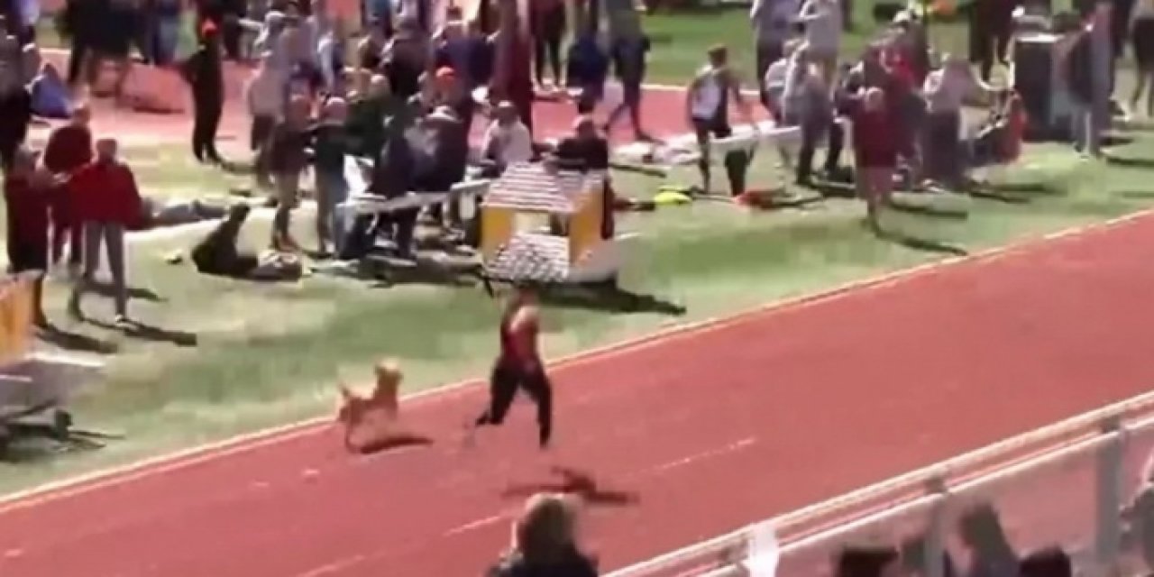Tribünden atlayan köpek atletizm yarışmasını birincilikle bitirdi! İşte dünyanın konuştuğu o anlar...
