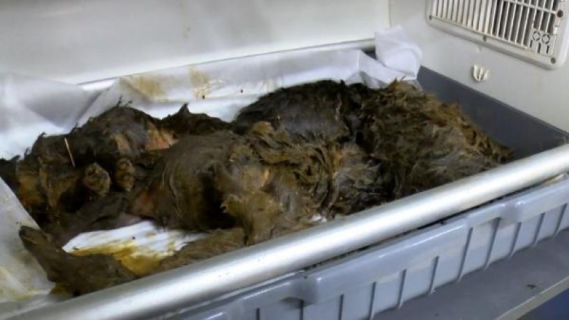 Ankara'da 6 yavru köpek foseptik çukurunda bulundu