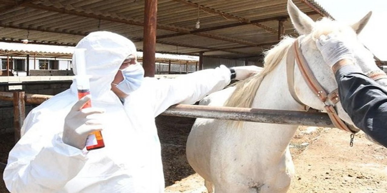 Büyük Devletlerin Bilim Adamları Şaşkın, Kosta Rika Attan alınan antikorla Covid-19 ilacı geliştiriyor
