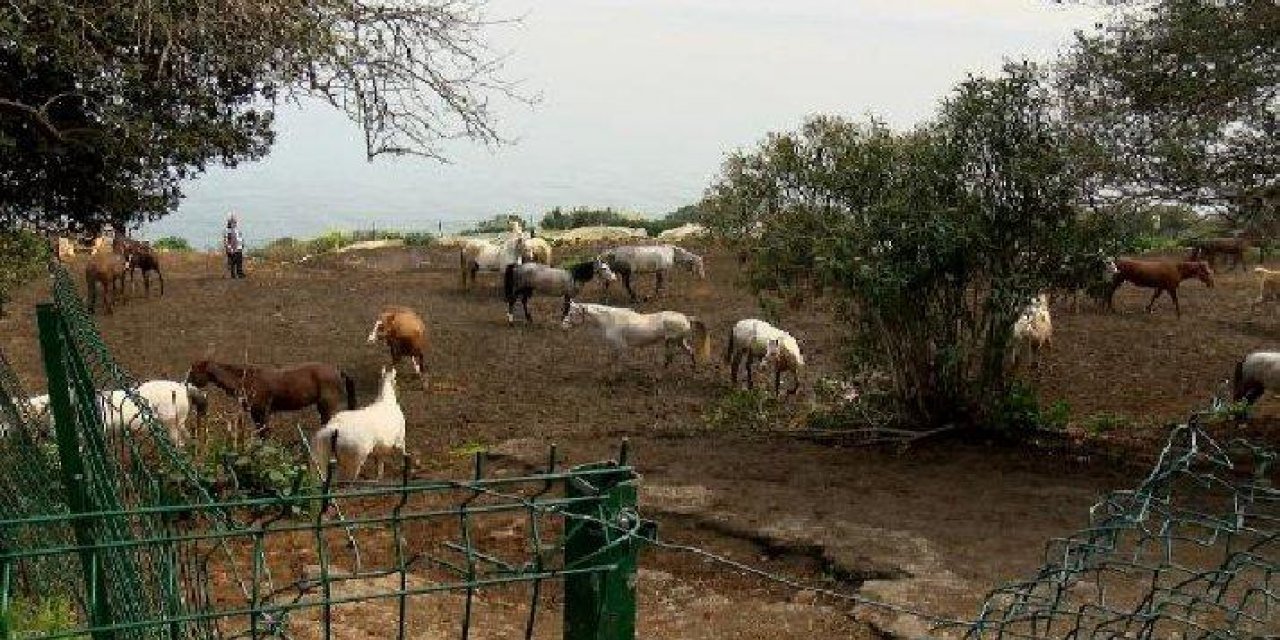 Hatay’daki kayıp atlarla ilgili yeni detaylar ortaya çıktı!
