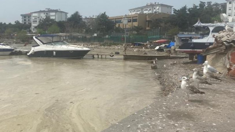 Deniz salyası kabusu gittikçe yayılıyor!