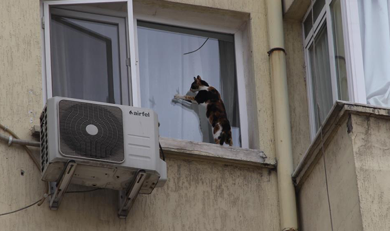 Görme engelli kedi için kurtarma operasyonu