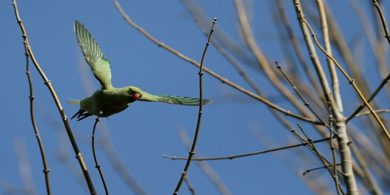 İstanbul’da, giderek çoğalıyorlar!