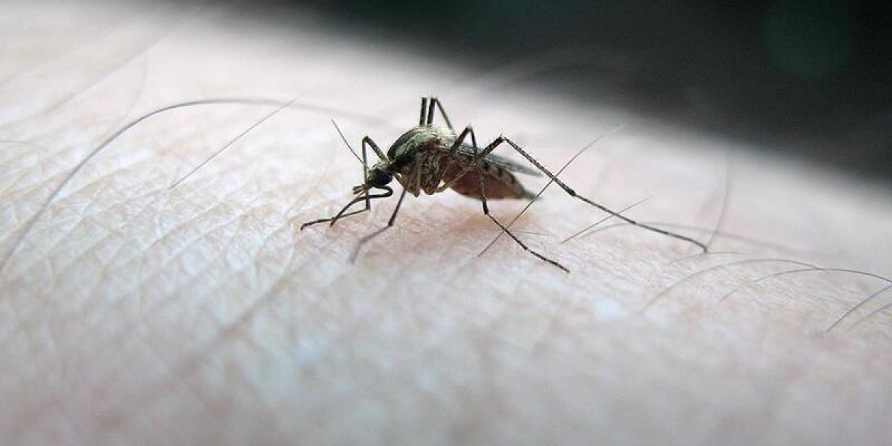 Sivrisinek kâbusu! Uzmanı uyardı